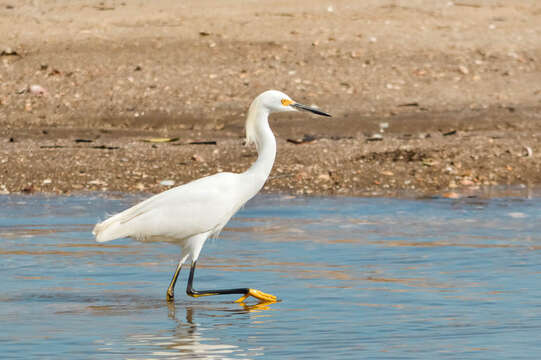 Image of Snowy Egret