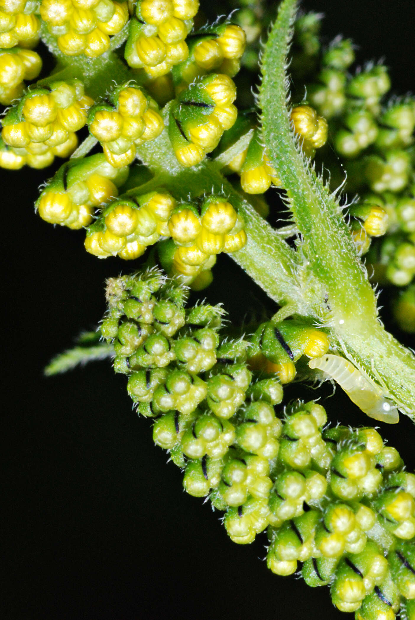 Image of ragweed