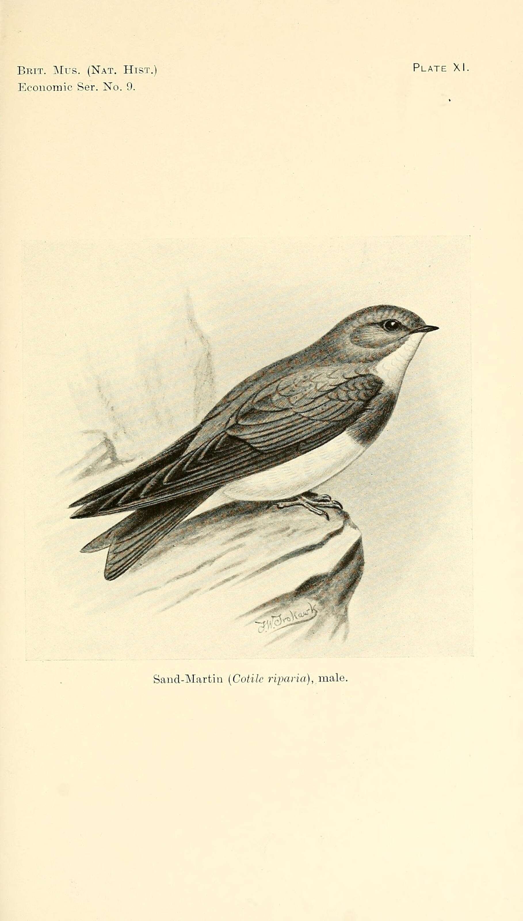 Image of Riparia Forster & T 1817