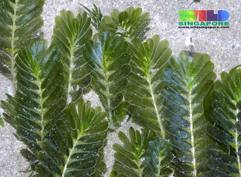 Imagem de Halophila spinulosa (R. Br.) Asch.