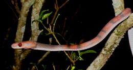 Image of Siphlophis Fitzinger 1843