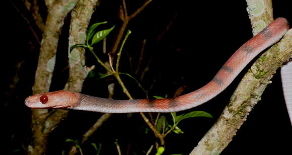 Image of Tropical Flat Snake