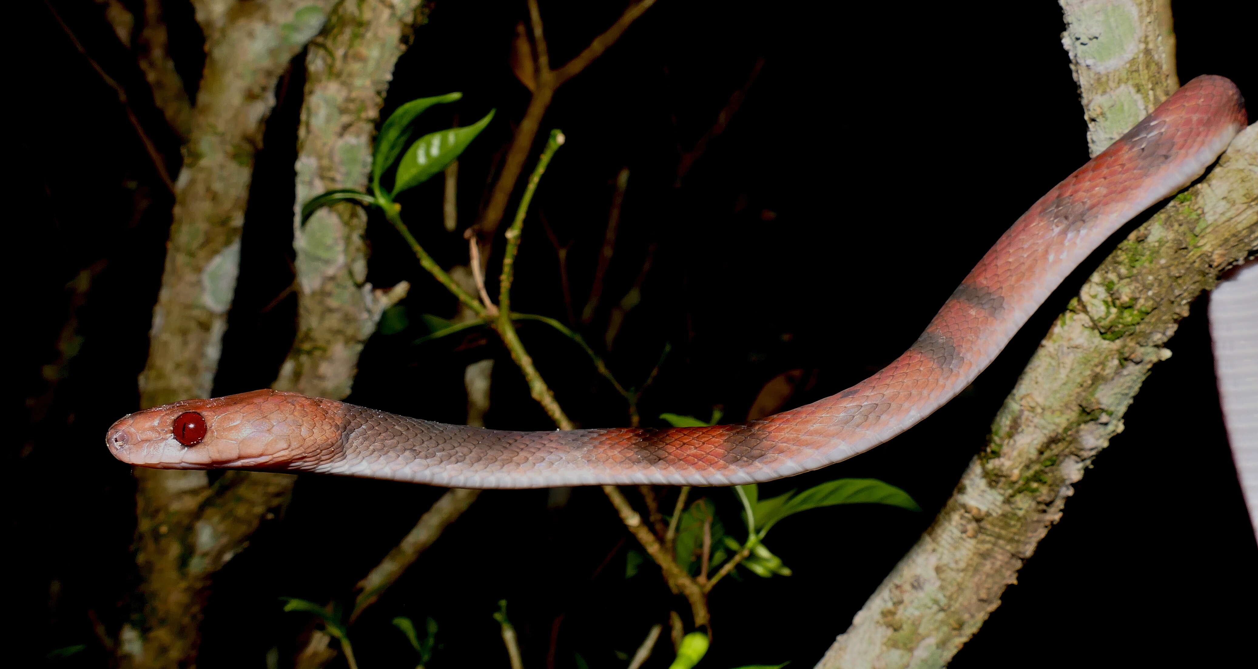 صورة Siphlophis compressus (Daudin 1803)