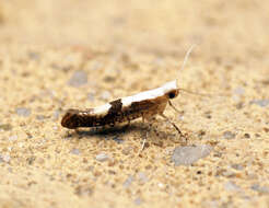 Imagem de Argyresthia conjugella Zeller 1839