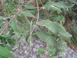 Image of large mock-olive