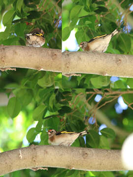 Imagem de Carduelis carduelis parva Tschusi 1901