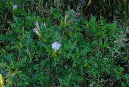 Image de Datura