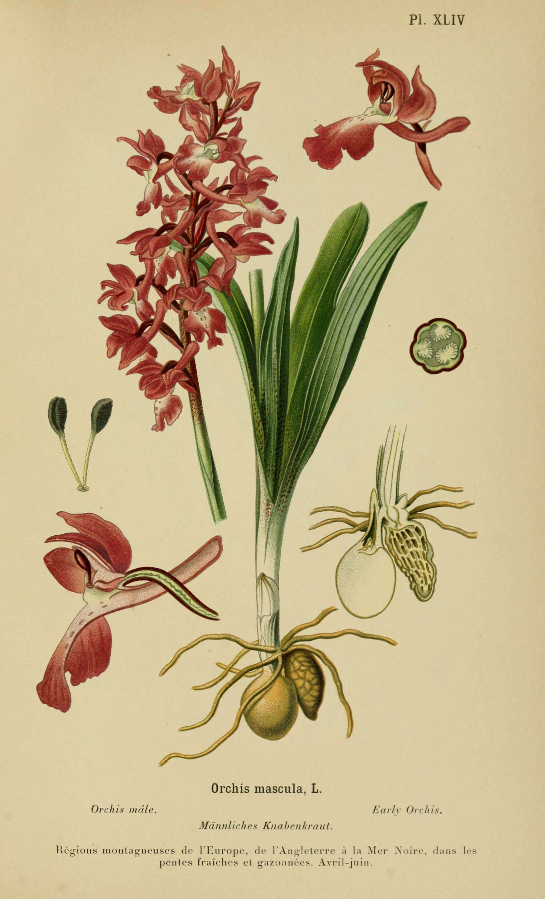 Image of Man Orchids