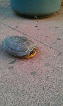 Image of slider turtle, red-eared terrapin, red-eared slider