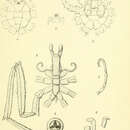 Image of Achelia laevis Hodge 1864