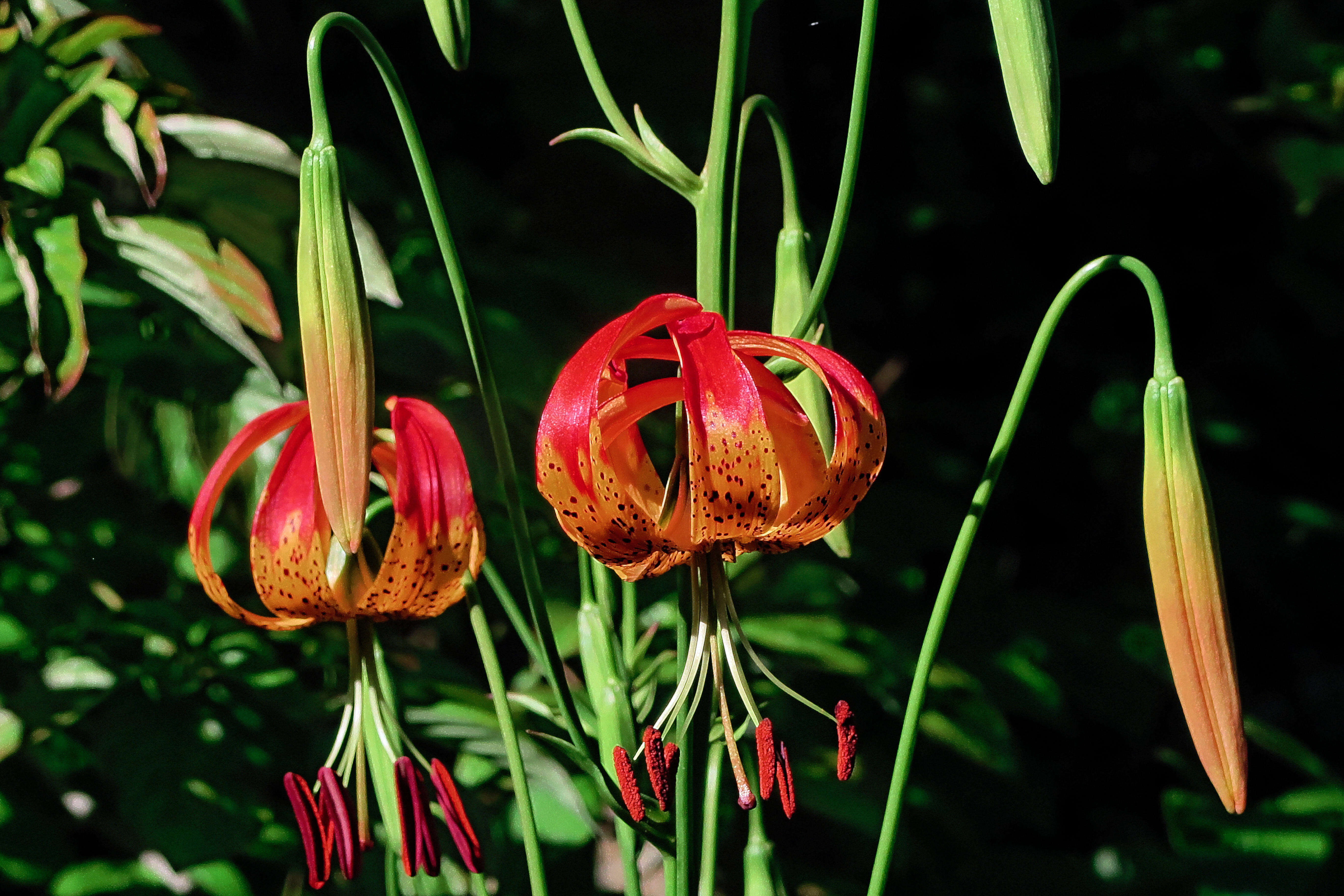 Image of leopard lily