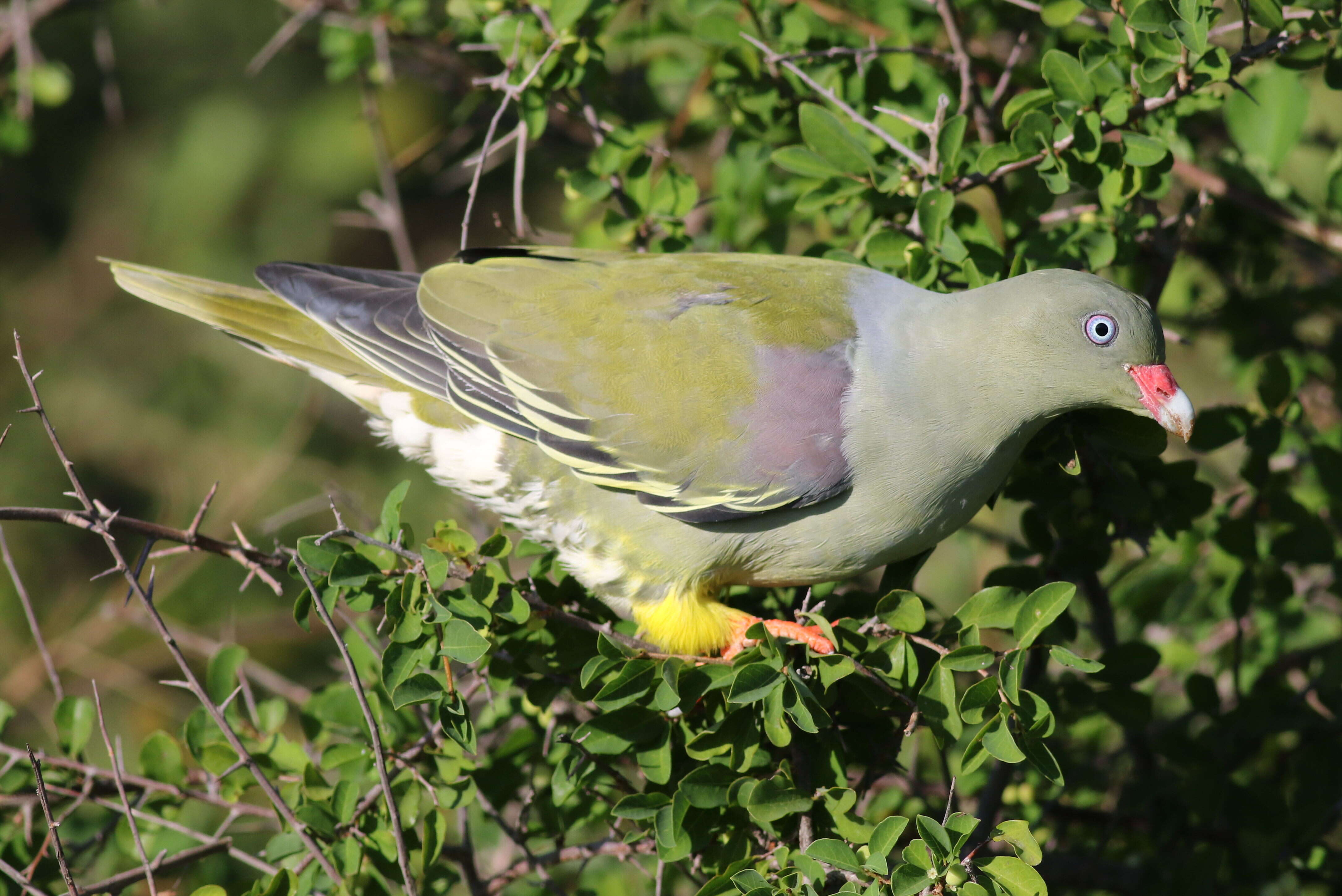 صورة Treron calvus (Temminck 1811)