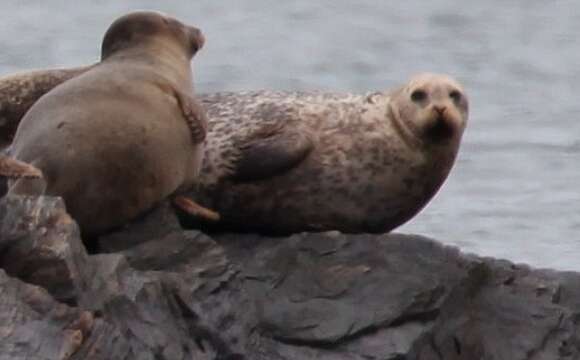 Image of Mediterranean Monk Seal