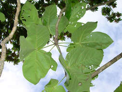 Image of Panama tree