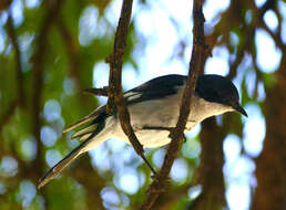 Image of Melaenornis Gray & GR 1840