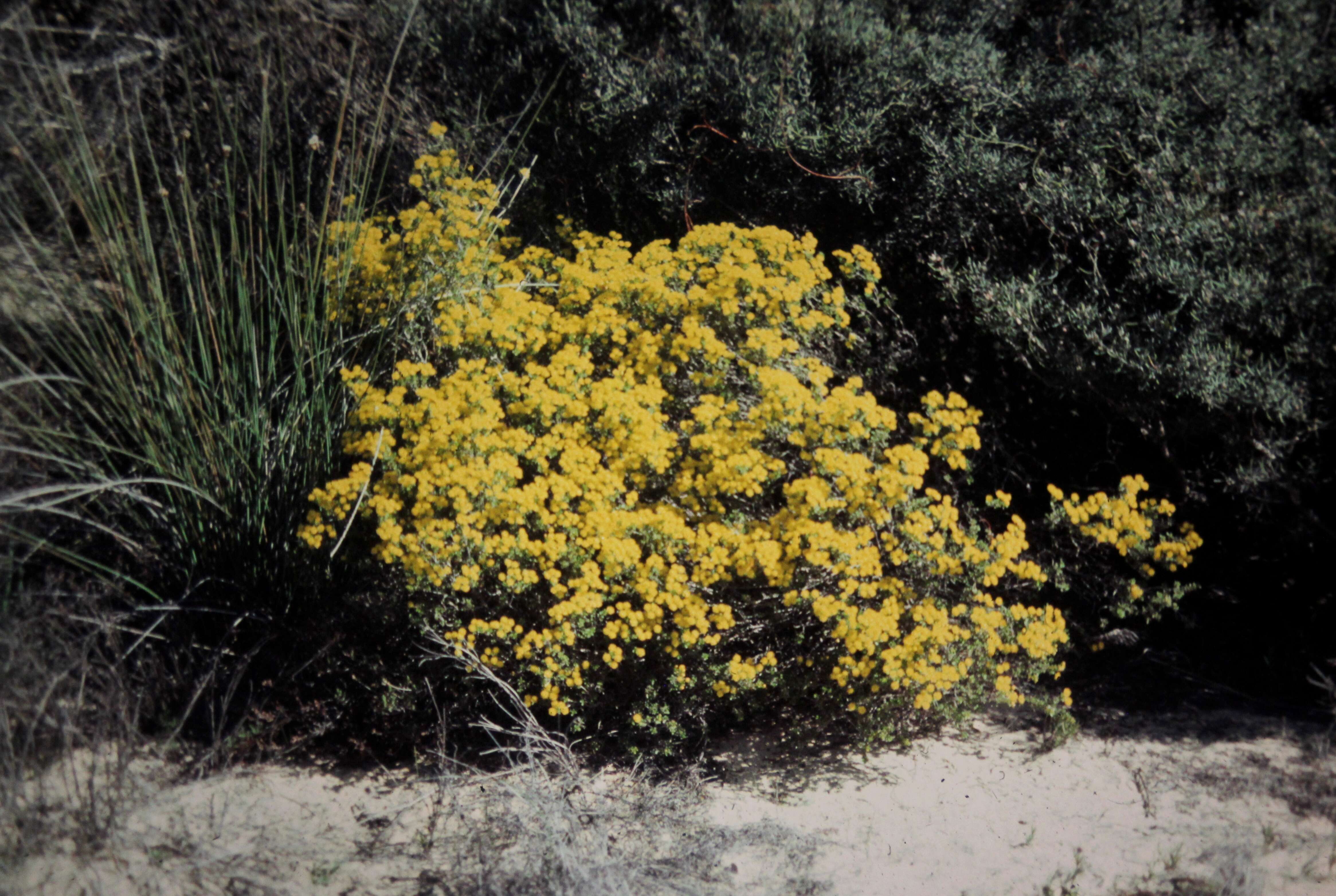 Sivun Verticordia chrysantha Endl. kuva