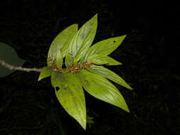 Imagem de Columnea raymondii C. V. Morton