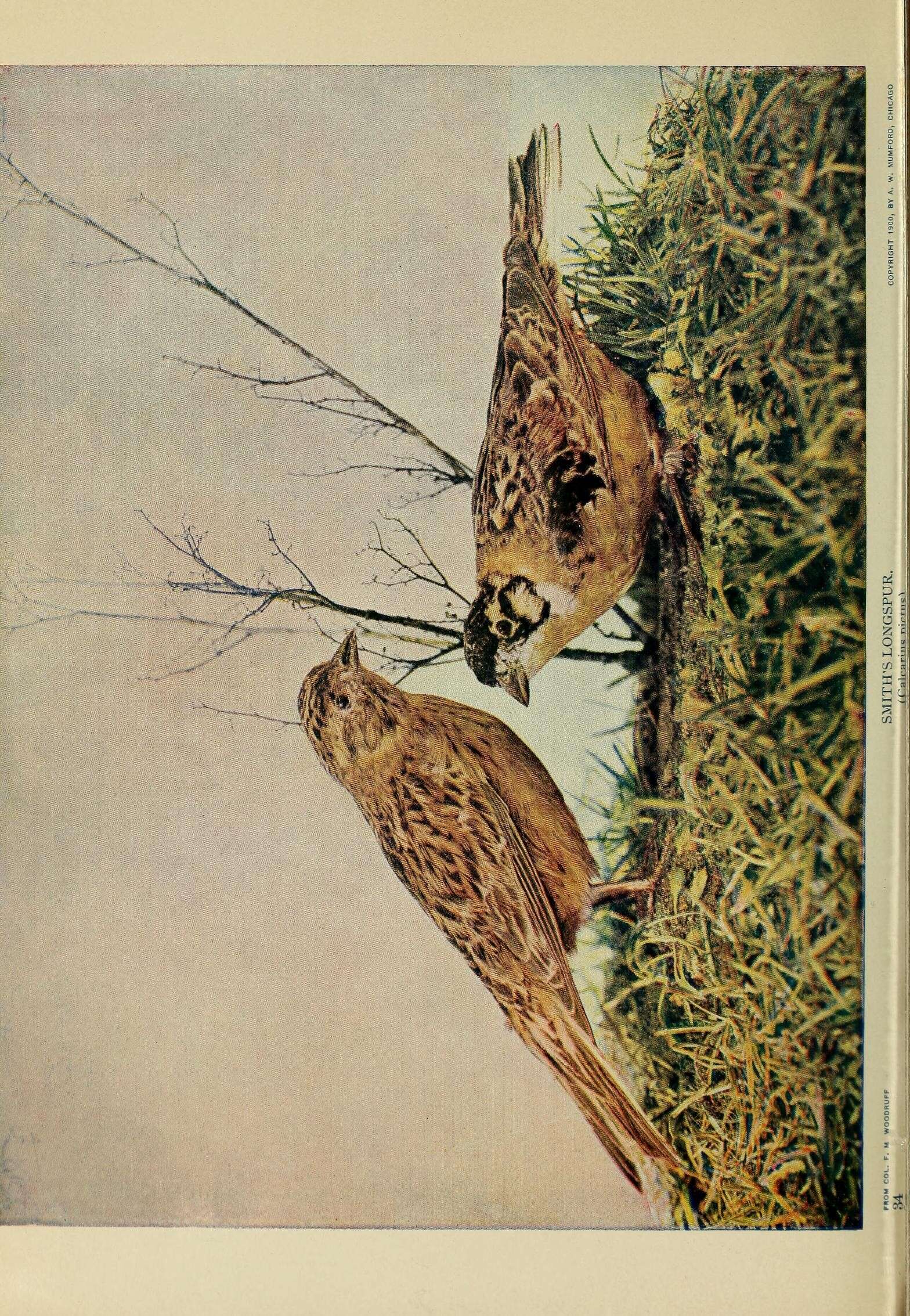 Image of Smith's Longspur