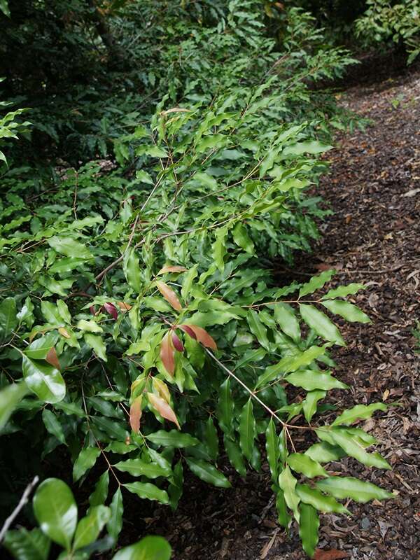 Image de Syzygium anisatum (Vickery) Craven & Biffin