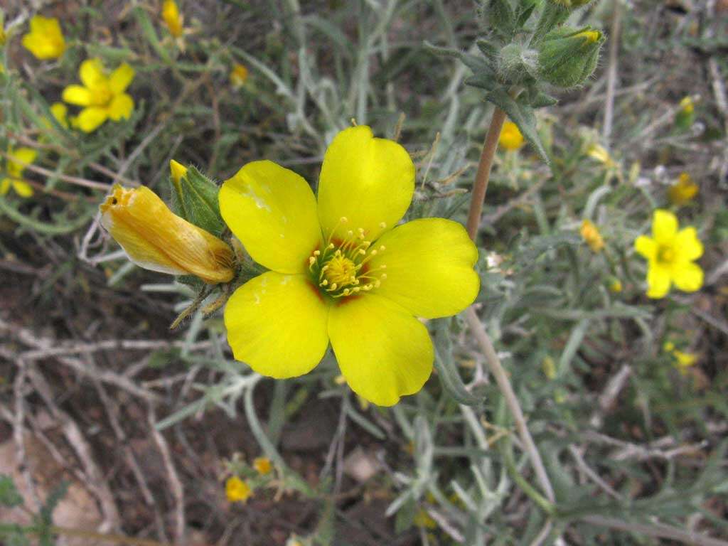 Image of Jones' blazingstar