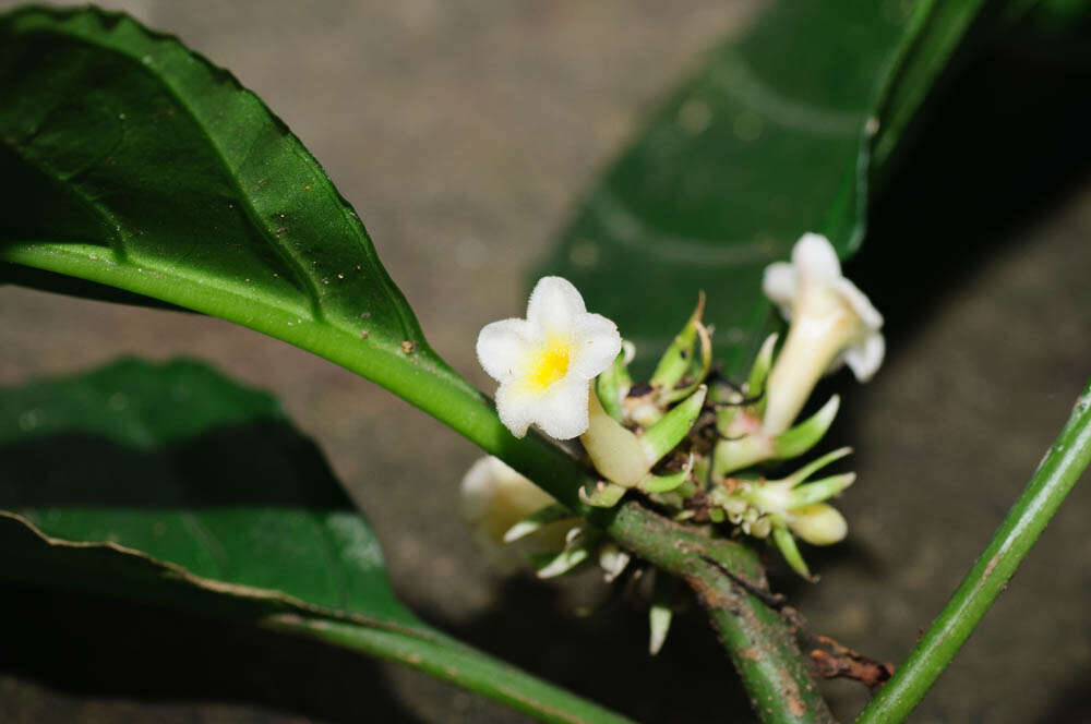 Image de Carlemanniaceae