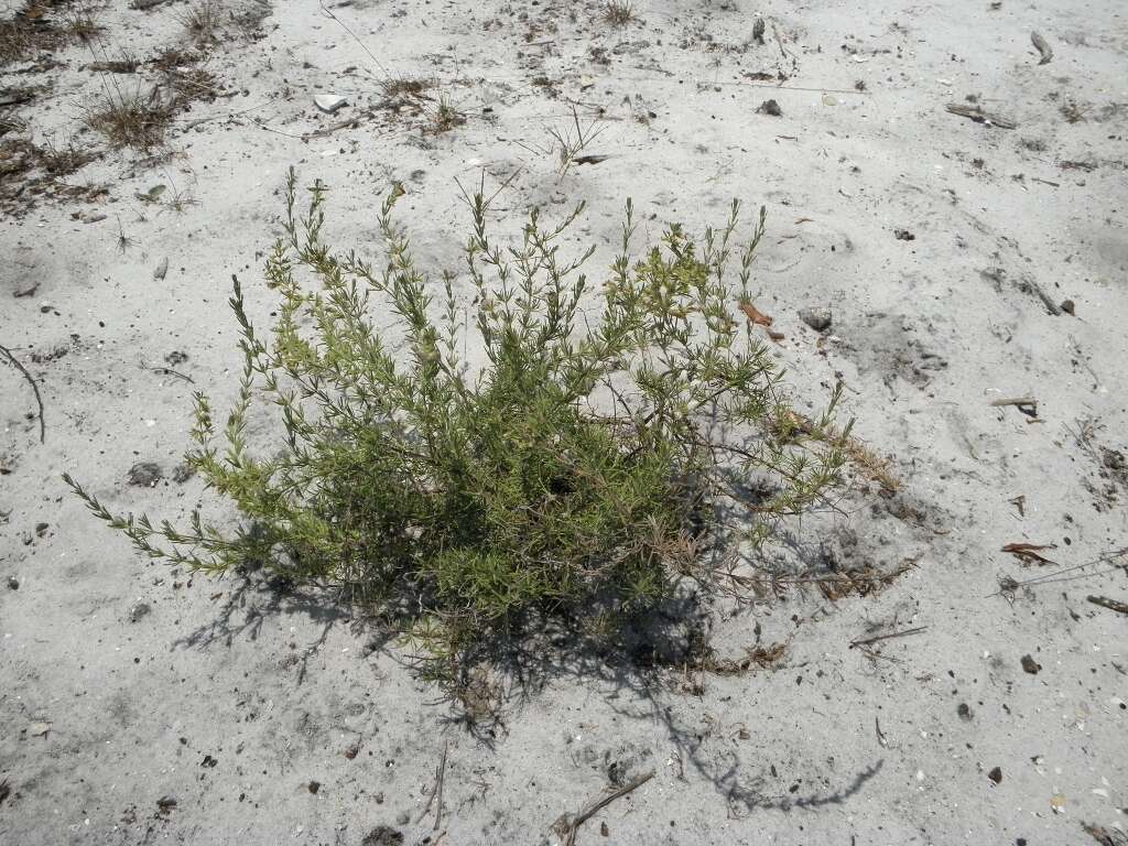 Image of false rosemary