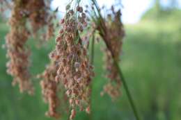 Imagem de Scirpus cyperinus (L.) Kunth