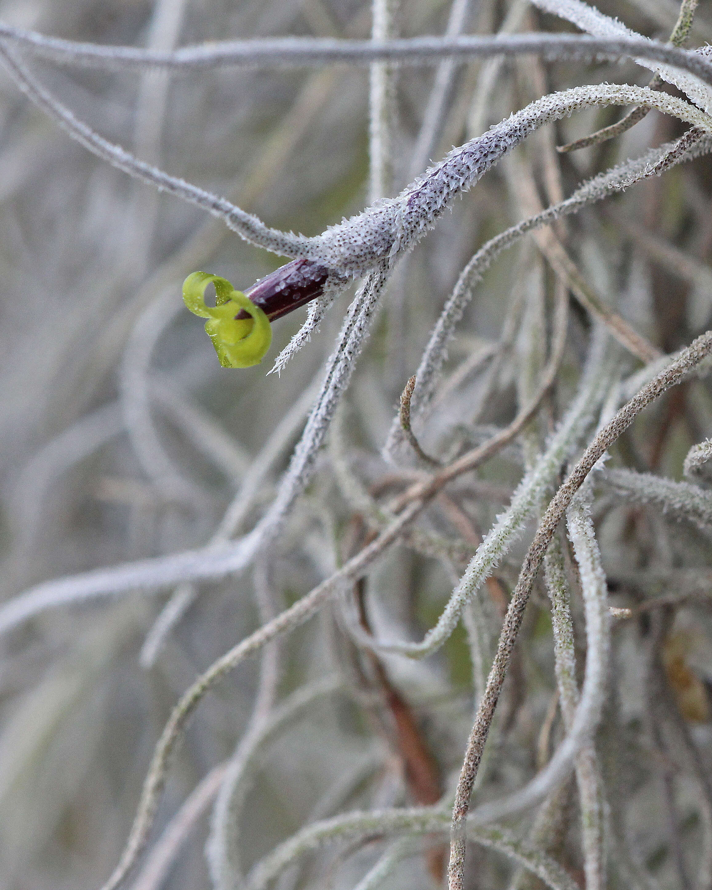 Sivun Tillandsia usneoides (L.) L. kuva