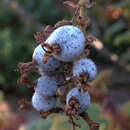 Sivun Ribes sanguineum var. glutinosum (Benth.) Loud. kuva