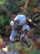 Image of Red Flowering Currant