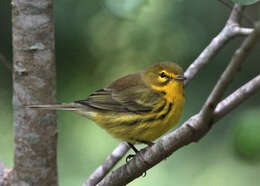 Image of Prairie Warbler