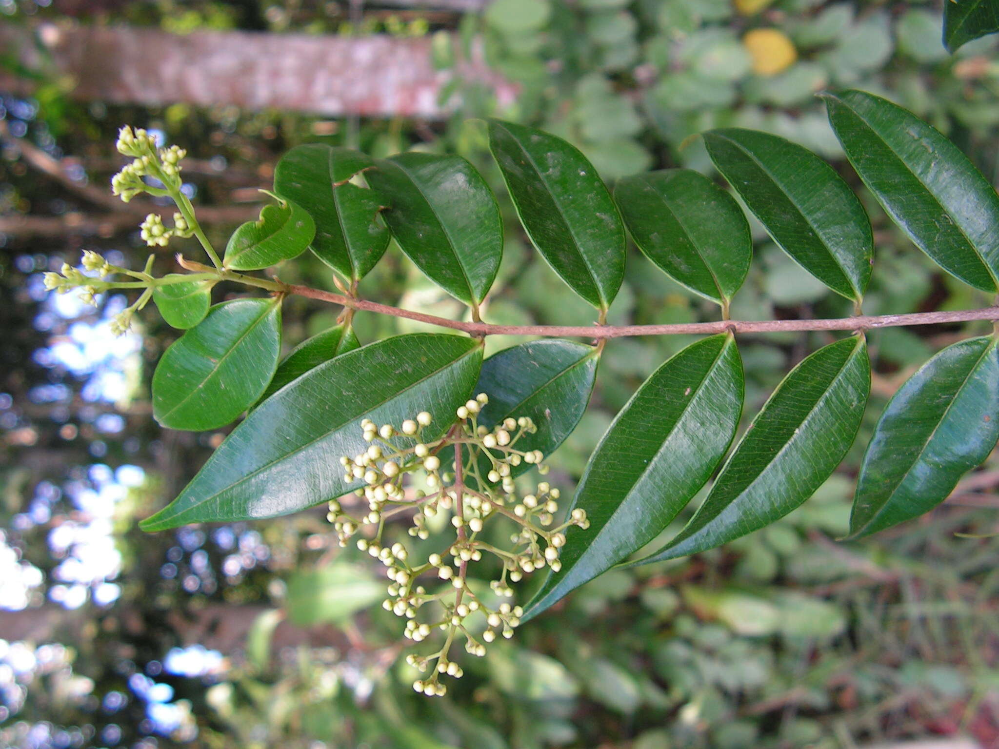 Image de Myrcia sylvatica (G. Meyer) DC.