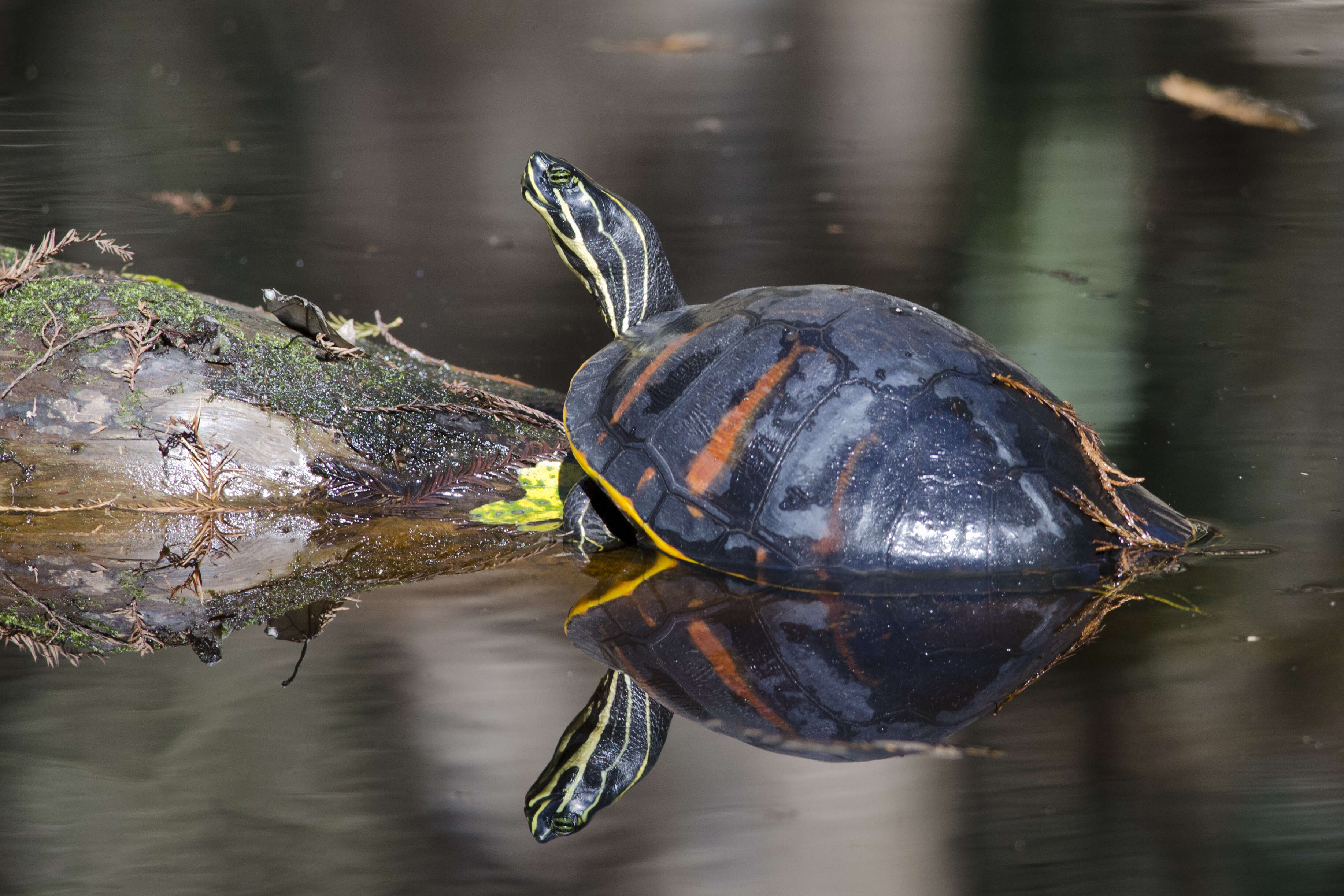 Image of Cooter Turtles