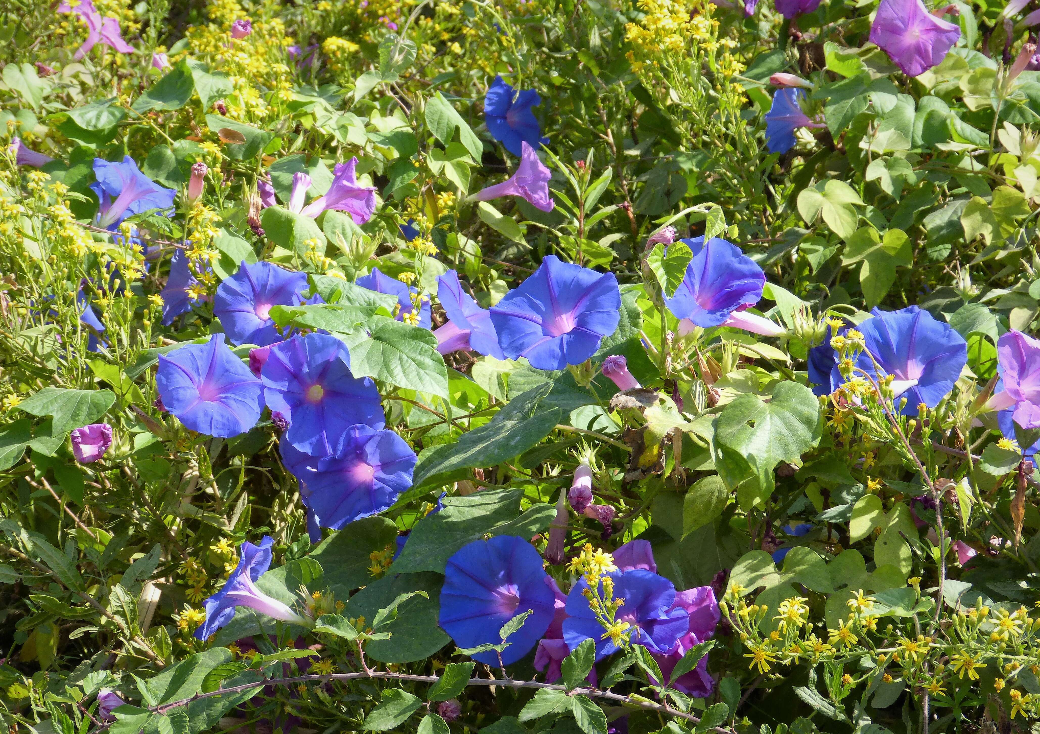 Image of Blue morning glory