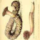 Imagem de Pachycerianthus solitarius (Rapp 1829)