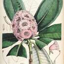 Image of Rhododendron hodgsonii Hook. fil.