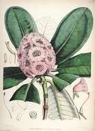 صورة Rhododendron hodgsonii Hook. fil.