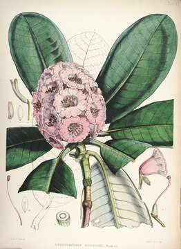 Image of Rhododendron hodgsonii Hook. fil.