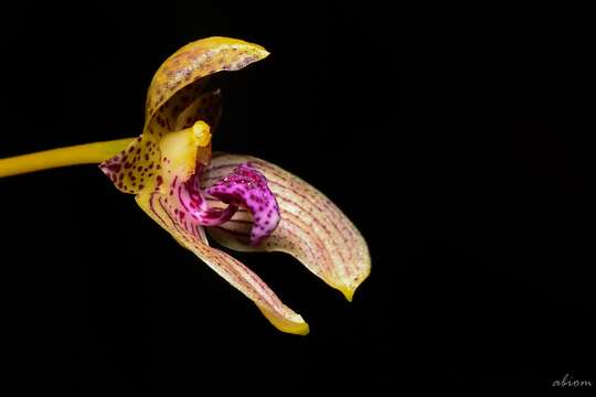 Image of Bulbophyllum anceps Rolfe