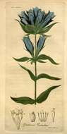 Image of Elliott's gentian