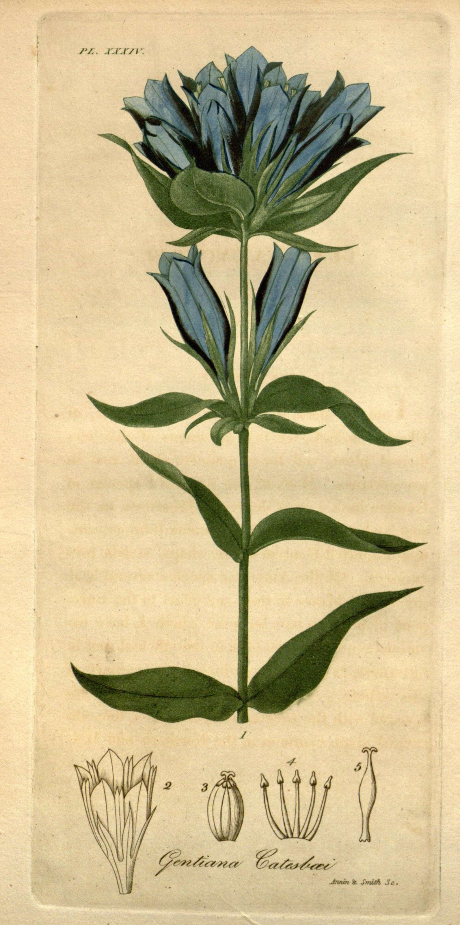 Image of Elliott's gentian