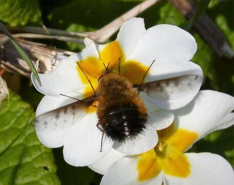 Image de Bombylius discolor Mikan 1796