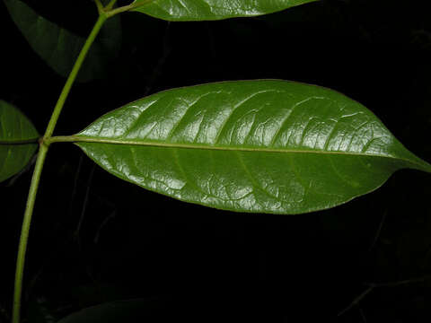 Image of Lophanthera hammelii W. R. Anderson