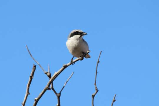 Image of Loggerhead Shrike