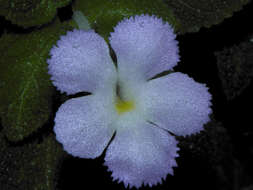 Image of Episcia lilacina Hanst.