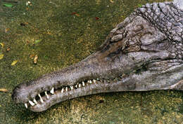 Image of Tomistoma