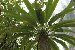 Image of Pachypodium