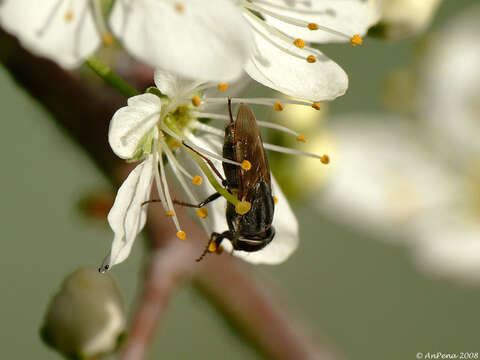 Image of Blackthorn