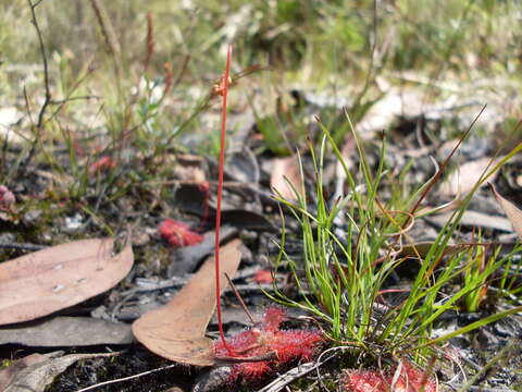 Image of spoonleaf sundew