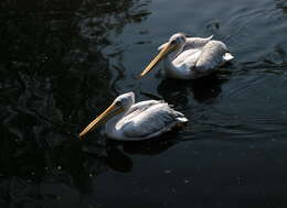 Image of Dalmatian Pelican